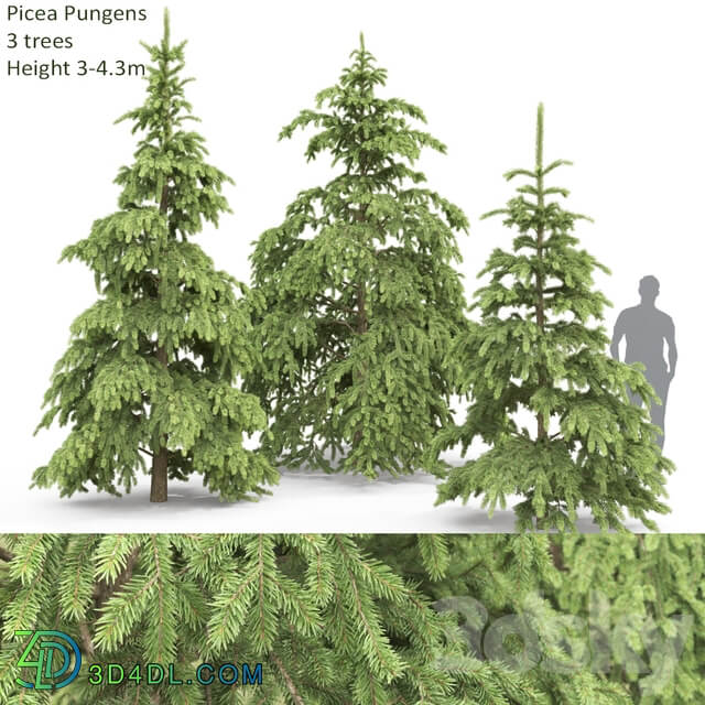 Spruce 3D Models