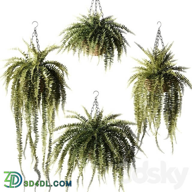 Ampel plants Nephrolepis sublime in wicker hanging pots