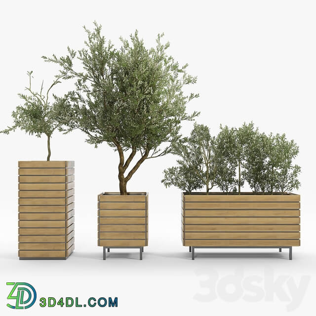 jasper rectangle planter Olea europaea