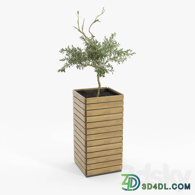 jasper rectangle planter Olea europaea