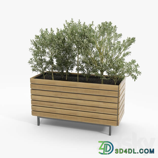 jasper rectangle planter Olea europaea