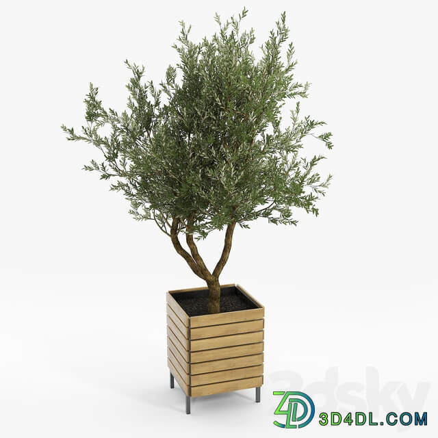 jasper rectangle planter Olea europaea