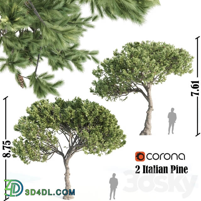 2 Italian pine corona