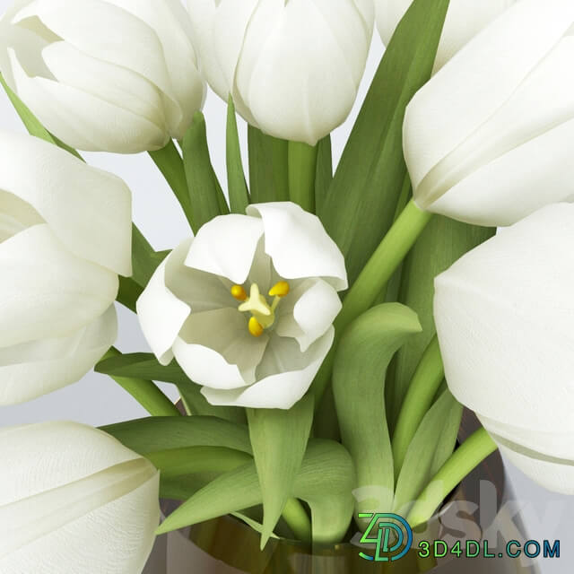 White tulips in a vase