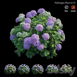 Hydrangea Plant set 25 