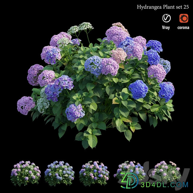 Hydrangea Plant set 25