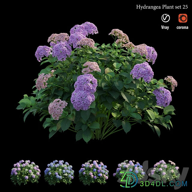 Hydrangea Plant set 25