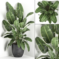 Plant Palm tree corner 685. Banana strelitzia ravenala black pot flowerpot decorative interior bush stylish office plants 3D Models 