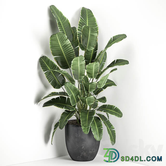 Plant Palm tree corner 685. Banana strelitzia ravenala black pot flowerpot decorative interior bush stylish office plants 3D Models