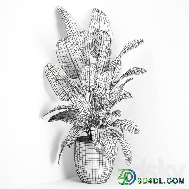 Plant Palm tree corner 685. Banana strelitzia ravenala black pot flowerpot decorative interior bush stylish office plants 3D Models