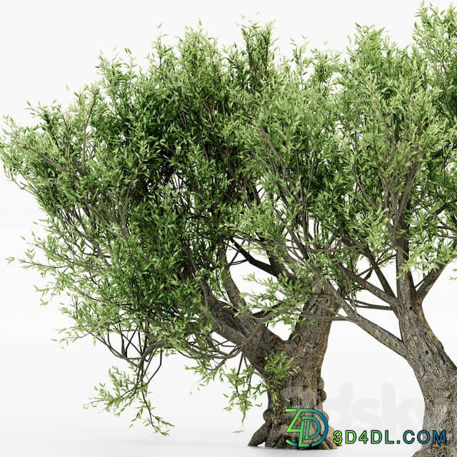 African Olive tree