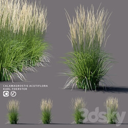 White reed grass Calamagrostis acutiflora Karl Foerster 