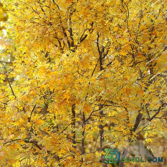 Autumn summit green ash Fraxinus pennsylvanica Summit 