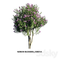 Nerium oleander standard tree 