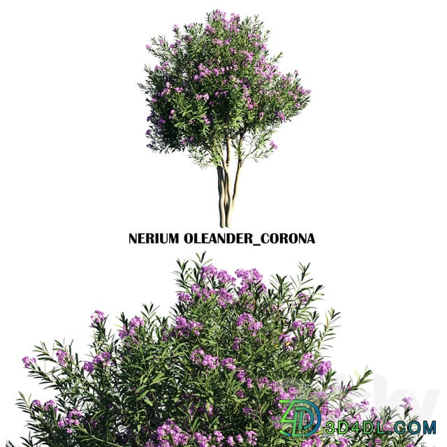 Nerium oleander standard tree