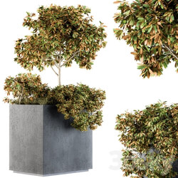 Outdoor Plants in Concrete Plant Box Set 98 