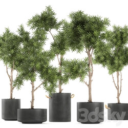 Plant collection 751. Black pot outdoor flowerpot concrete topiary decorative trees 3D Models 