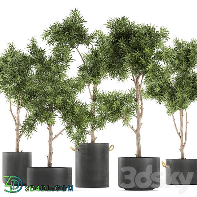 Plant collection 751. Black pot outdoor flowerpot concrete topiary decorative trees 3D Models