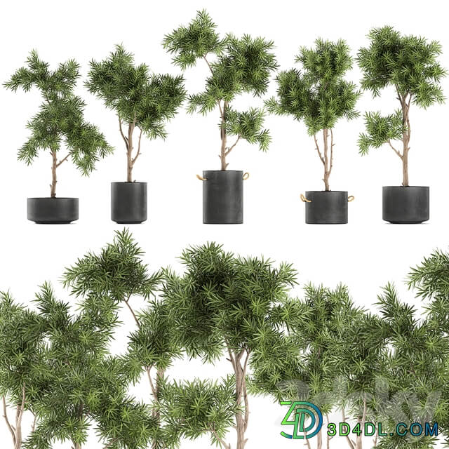 Plant collection 751. Black pot outdoor flowerpot concrete topiary decorative trees 3D Models