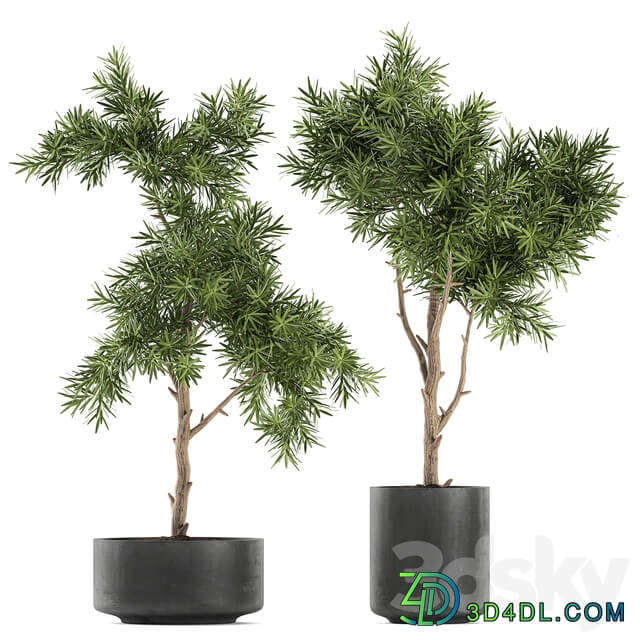 Plant collection 751. Black pot outdoor flowerpot concrete topiary decorative trees 3D Models