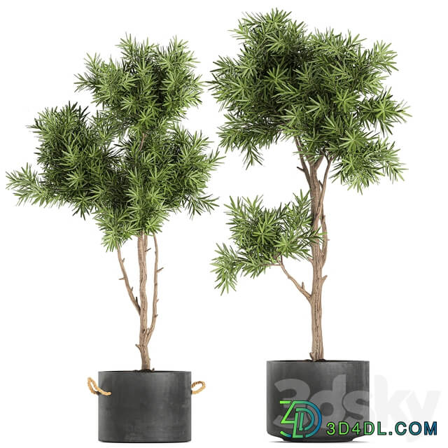 Plant collection 751. Black pot outdoor flowerpot concrete topiary decorative trees 3D Models