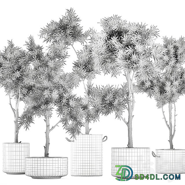 Plant collection 751. Black pot outdoor flowerpot concrete topiary decorative trees 3D Models