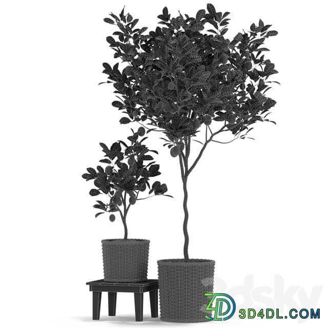 Plants collection 422 3D Models