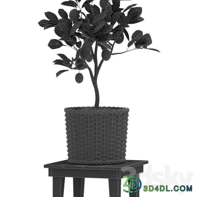 Plants collection 422 3D Models