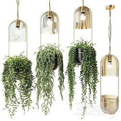 Ampel plants in hanging planters 