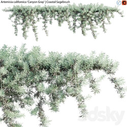 Fitowall Artemisia californica Coastal Sagebrush 02 