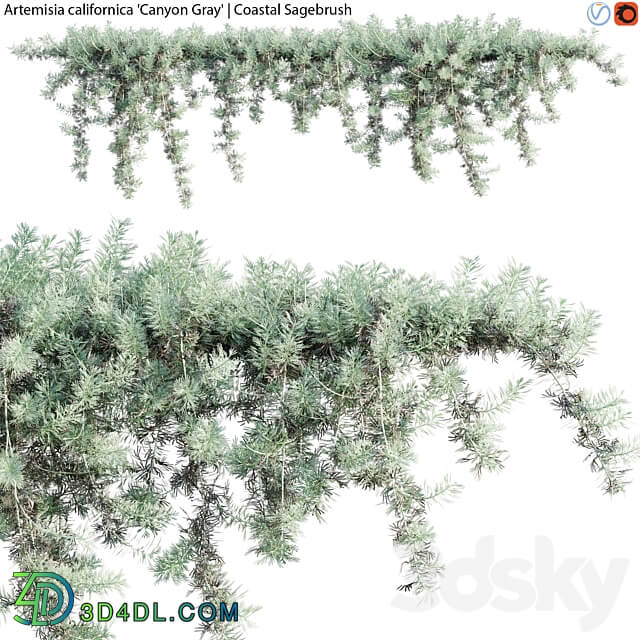 Fitowall Artemisia californica Coastal Sagebrush 02