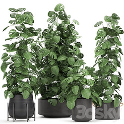 Plant collection Monstera 775. Monstera black pot flowerpot indoor flowers exotic decorative bushes thickets 3D Models 