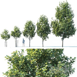 Common oak 1 H3 9m Five tree set 