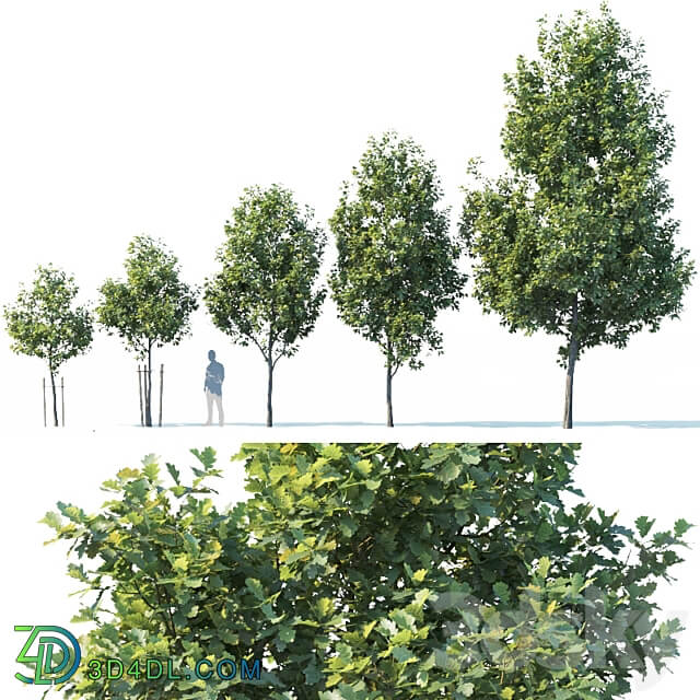 Common oak 1 H3 9m Five tree set