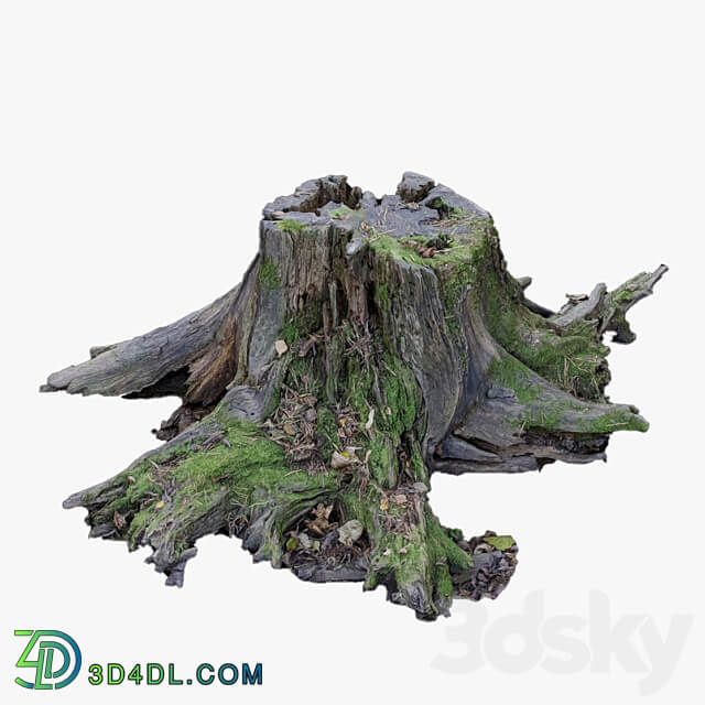 Large tree stump