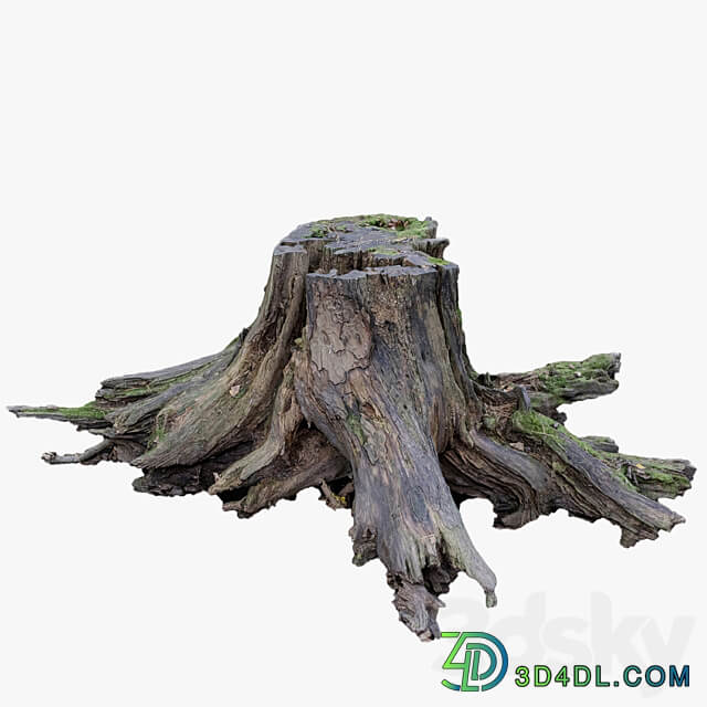 Large tree stump