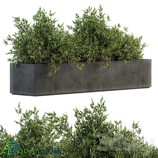 Outdoor Plants tree in Concrete Box Set 126