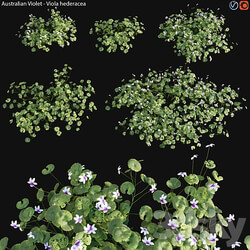 Viola hederacea Australian Native Violet 01 