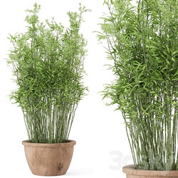 Outdoor Plants Bamboo in rusty Cly Pots Set 10 