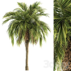 Tree Green Palm with Fruit Set 34 