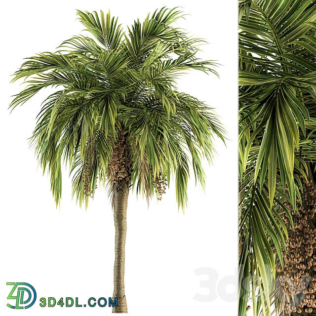 Tree Green Palm with Fruit Set 34