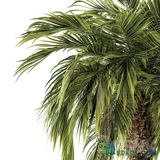 Tree Green Palm with Fruit Set 34