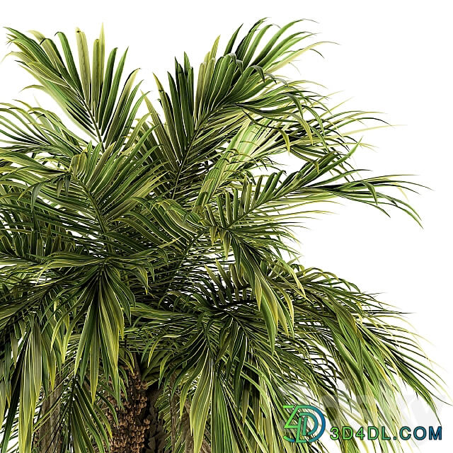 Tree Green Palm with Fruit Set 34