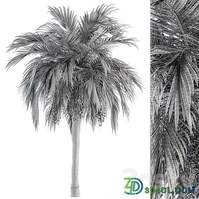 Tree Green Palm with Fruit Set 34