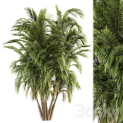 Tree Green Palm bunch Set 32 