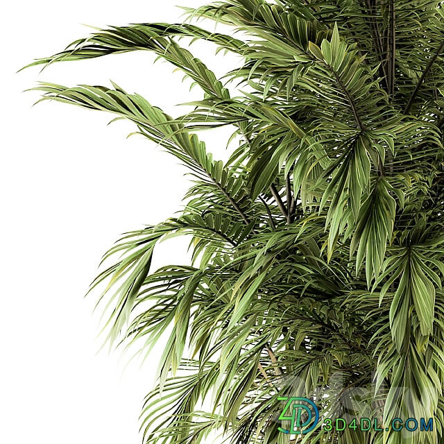 Tree Green Palm bunch Set 32