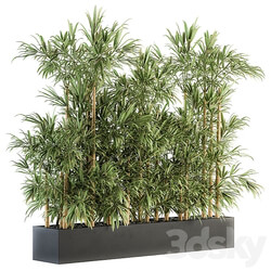 Indoor Plant Set 144 Bamboo in Plant Box 