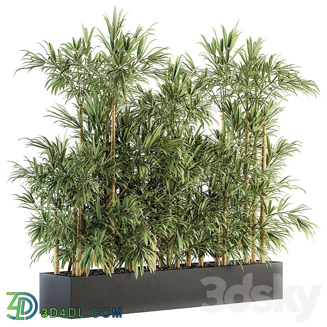 Indoor Plant Set 144 Bamboo in Plant Box