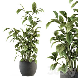 indoor Plant Set 135 Schefflera Amate Plant 