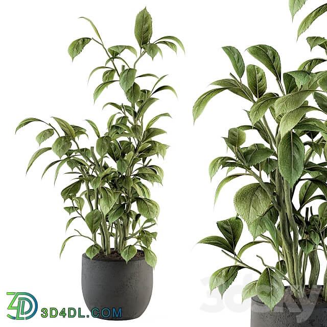 indoor Plant Set 135 Schefflera Amate Plant